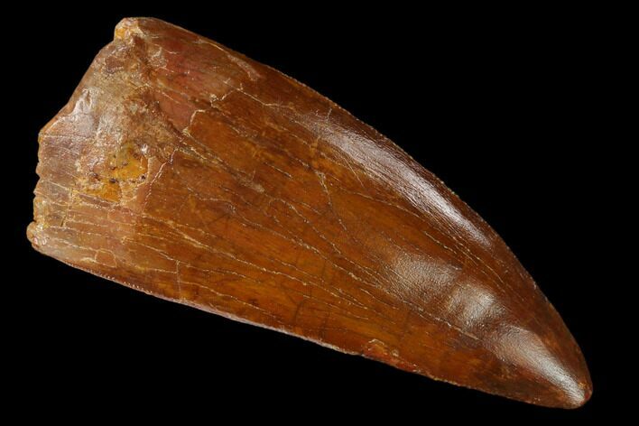 Fossil Carcharodontosaurus Tooth - Real Dinosaur Tooth #159447